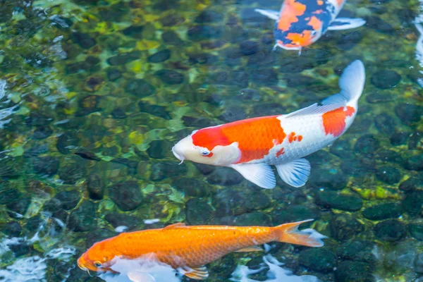 Sualtı dünya renkli balık ile