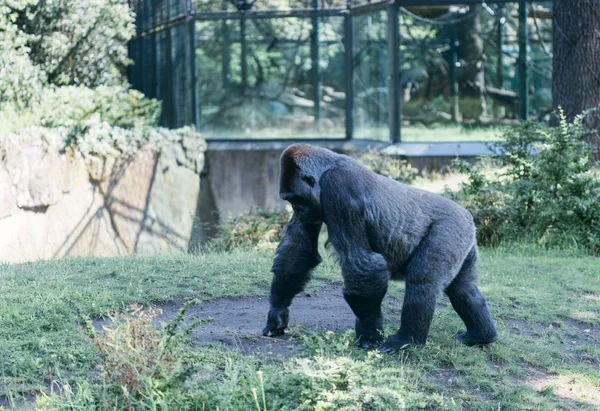 Gorilla Zoo Berlín — Foto de Stock