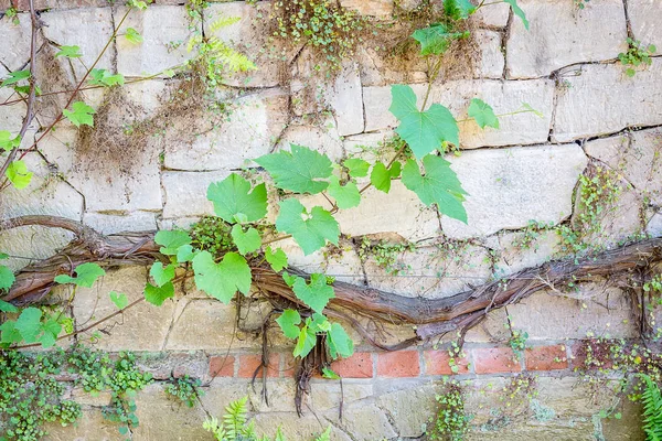 Historic architecture background — Stock Photo, Image