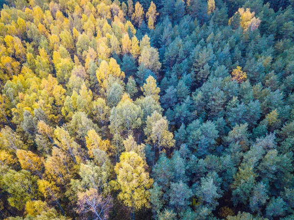 Stromy při padání listí, — Stock fotografie