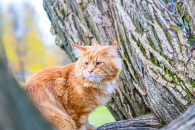 İri yeşil gözlü güzel Maine Coon kedi görünümünü kapat