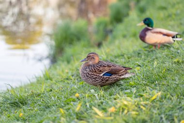 Göl kıyısı yakınında yaban ördekleri