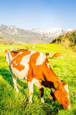 Yeşil çayırlarda otlayan inekler 