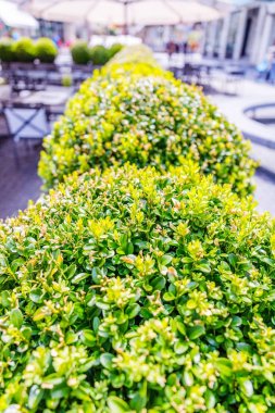 Yeşil busges satır yakın çekim