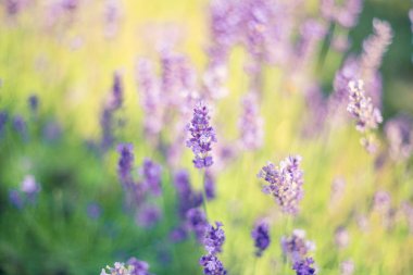 Lavanta Çiçeği Tarlası