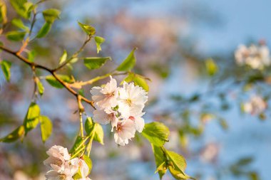 Bahar çiçek çiçeklenme 