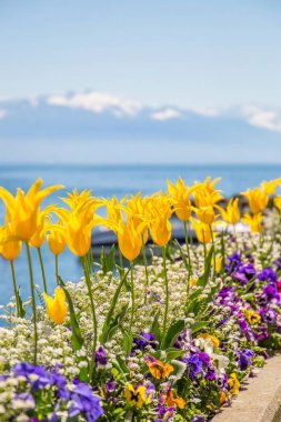 Sarı laleler ile güzel flowerbed