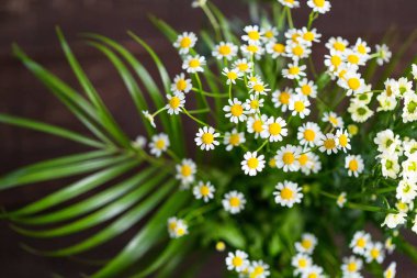 güzel çiçek papatya çiçeği