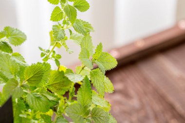 Yeşil taze nane yaprakları 