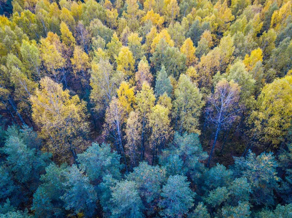 秋の紅葉の中に木, — ストック写真