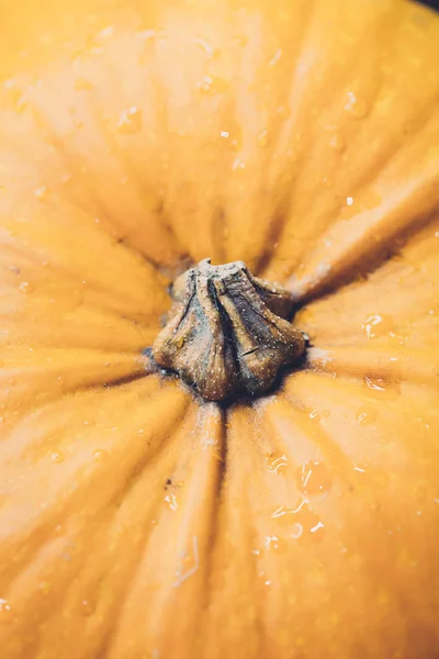 Апельсиновая тыква — стоковое фото