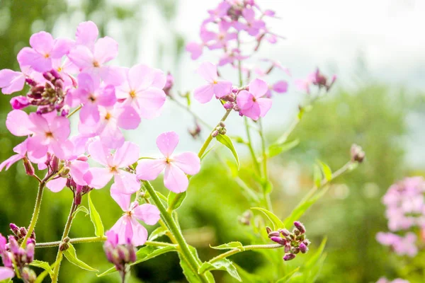 Güzel küçük pembe çiçekler — Stok fotoğraf