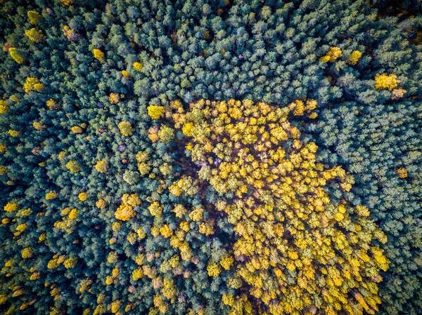 Feld von Bäumen im Herbst Laub, — Stockfoto