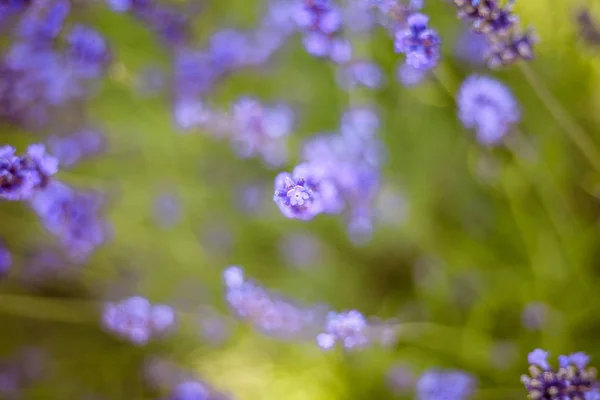 Lavanta Çiçeği Tarlası — Stok fotoğraf
