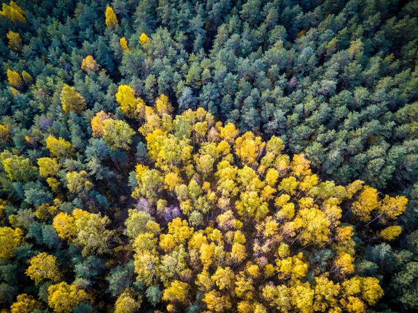 Feld von Bäumen im Herbst Laub, — Stockfoto
