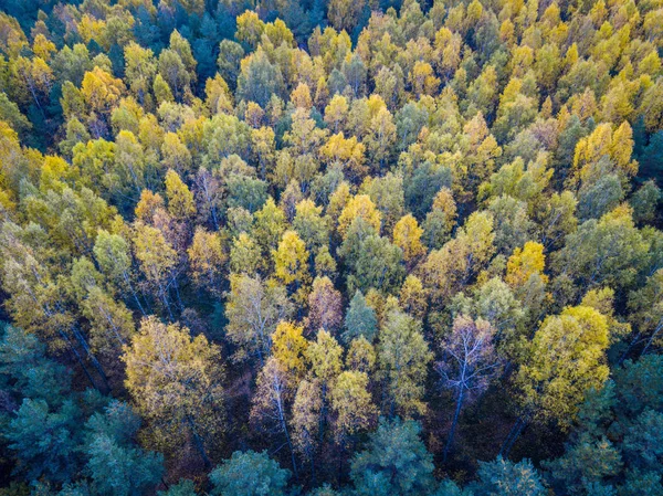 Stromy při padání listí, — Stock fotografie