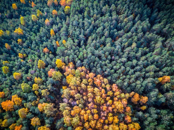 Feld von Bäumen im Herbst Laub, — Stockfoto