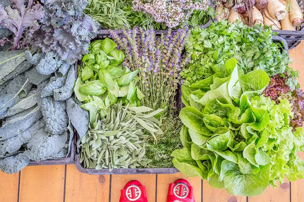 Здорові свіжі зелені овочі — стокове фото