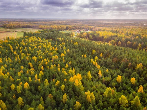 森林と美しい自然の背景 — ストック写真