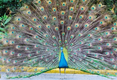 taxt kopyalama yeri olan güzel doğa arka plan