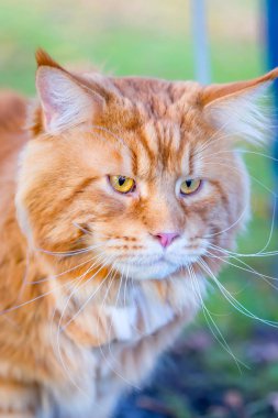 İri yeşil gözlü güzel Maine Coon kedi görünümünü kapat