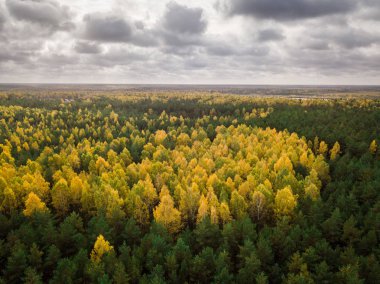 Ağaçlar sonbahar yaprakları sırasında,