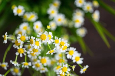 güzel çiçek papatya çiçeği