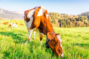 Yeşil çayırlarda otlayan inekler 