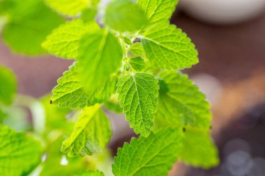 Yeşil taze nane yaprakları 