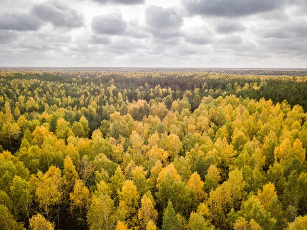 Bomen tijdens Fall gebladerte, — Stockfoto