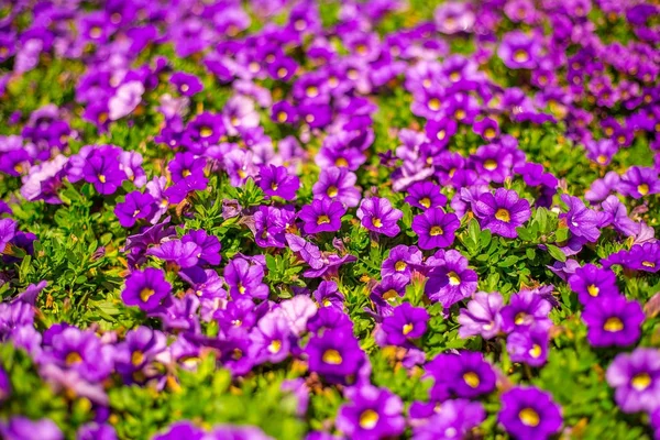 紫色的花场 — 图库照片