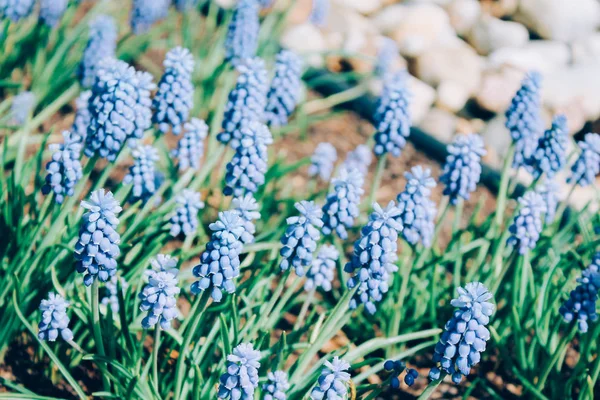 Mavi yaz çiçek — Stok fotoğraf