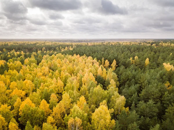 Bomen tijdens Fall gebladerte, — Stockfoto