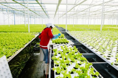 Endüstriyel Tesis hydroponic marul