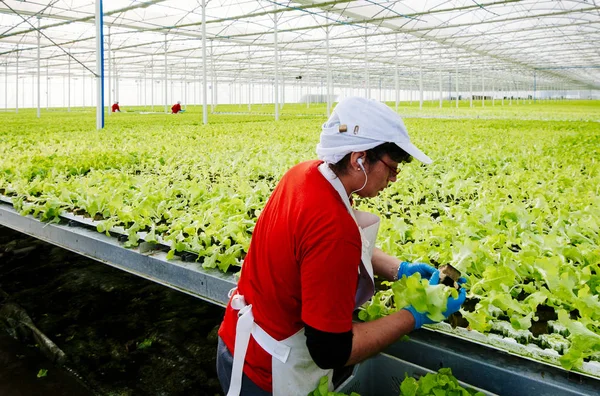 Alface hidropônica de plantas industriais — Fotografia de Stock