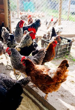 Kırsal kesimdeki çiftlikteki tavuklar