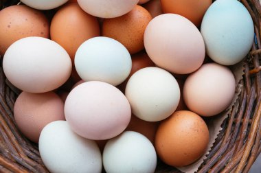 Farklı renkte çiftlik yumurtaları, doğal ve sağlıklı.