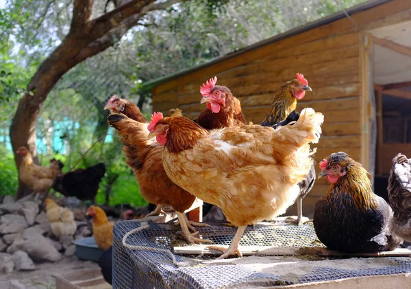 Kırsal kesimdeki çiftlikteki tavuklar