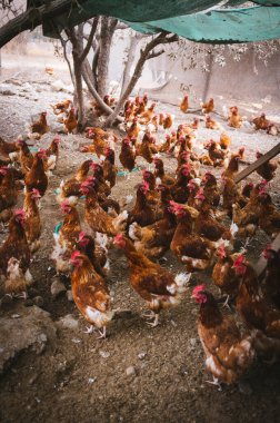 Tavuk kümesleri mutlu tavuklar üretiyor.