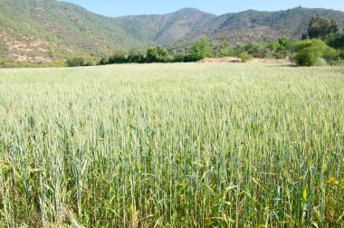 Yeşil buğdaylı küçük bir tarla.