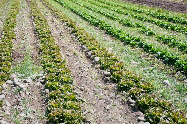 Lettuce Lines Modern Irrigation — Stock Photo, Image