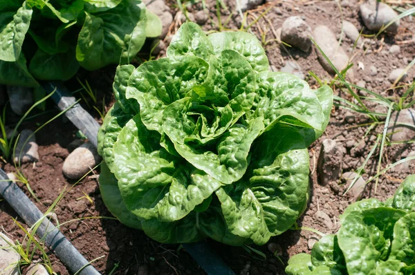 Lettuce Lines Modern Irrigation — Stock Photo, Image