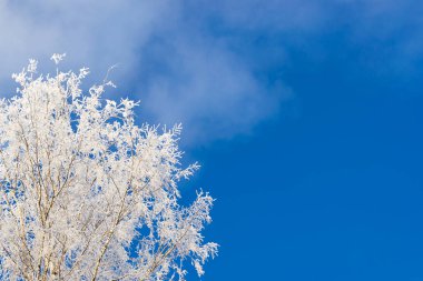 Ağaçlar karla kaplı üst kısımları