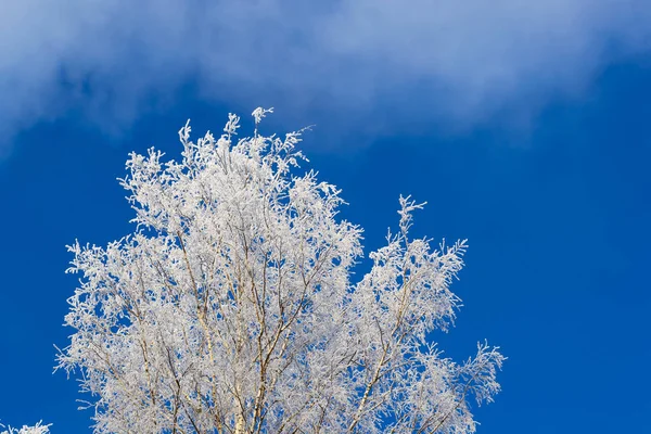 Tops of snow-covered trees — Stock Photo, Image