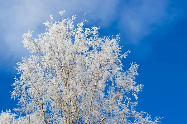 Tops of snow-covered trees — Stock Photo, Image