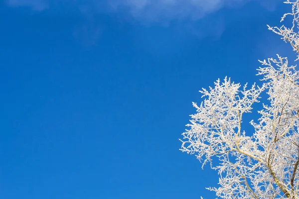 Tops of snow-covered trees — Stock Photo, Image