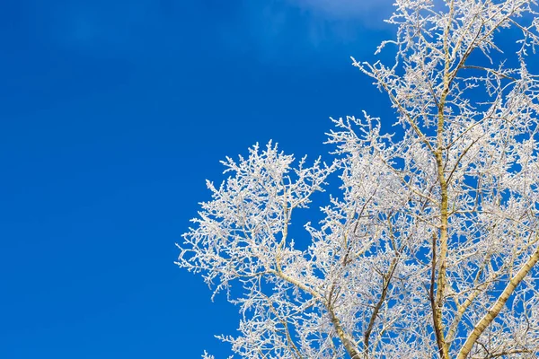 Tops of snow-covered trees — Stock Photo, Image