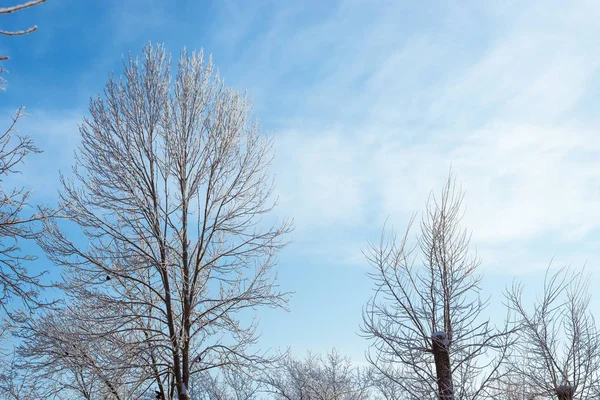 Κορυφές των δέντρα καλυμμένα με χιόνι — Φωτογραφία Αρχείου