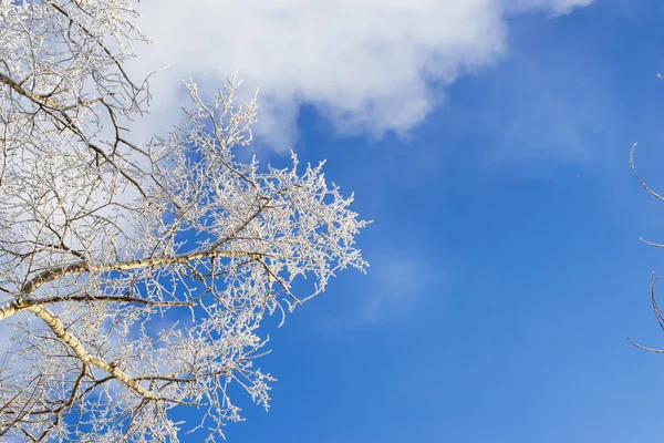 Κορυφές των δέντρα καλυμμένα με χιόνι — Φωτογραφία Αρχείου