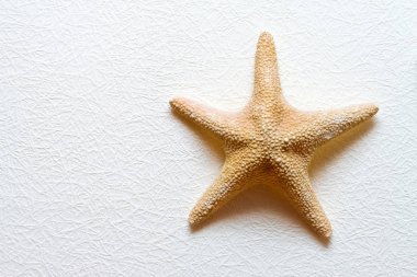 Deniz yıldızı beyaz duvar
